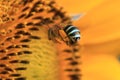 Flying bee flower macro photo detail view Royalty Free Stock Photo