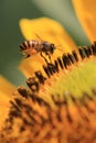 Flying bee flower macro photo detail view Royalty Free Stock Photo