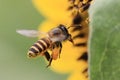 Flying bee flower macro photo detail view Royalty Free Stock Photo