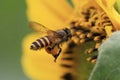 Flying bee flower macro photo detail view Royalty Free Stock Photo