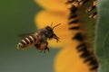 Flying bee flower macro photo detail view