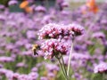 Flying bee and flowers