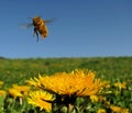 Flying bee Royalty Free Stock Photo