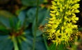 Flying bee on a garden on Eremurus robustus in front of green blurred background