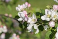 Flying bee. Honey bee pollinating apple blossom. The Apple tree blooms. honey bee collects nectar on the flowers apple trees. Bee Royalty Free Stock Photo