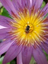 Flying bee on a lotus