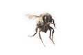 Flying bee macro Royalty Free Stock Photo