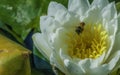 Flying Bee Macro. Royalty Free Stock Photo