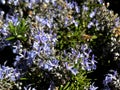 A Flying Bee with Pollen Basket against Floral Background