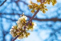 Flying bee pollinates blossom