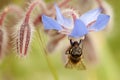 Flying bee that is pollinating a blue flower in summer Royalty Free Stock Photo