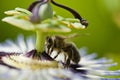 Flying bee that is pollinating a coloredflower in summer Royalty Free Stock Photo