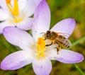 Flying bee at a purple crocus flower blossom Royalty Free Stock Photo