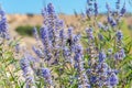 Flying bee on purple summer flower