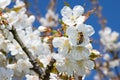 Flying Bee in Spring Blooming on Closeup in Cherry tree