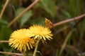 Flying bee to collect pollen in yellow dandelion flower with a background of diffused green grass Royalty Free Stock Photo