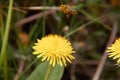 Flying bee to collect pollen in yellow dandelion flower with a background of diffused green grass Royalty Free Stock Photo