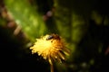 Flying bee to collect pollen in yellow dandelion flower with a background of diffused green grass Royalty Free Stock Photo