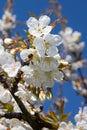 Flying bee or wasp loots a cherry blossom in the spring