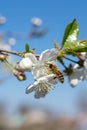 Flying Bee On The White Cherry Flowers With Blurred Background Royalty Free Stock Photo