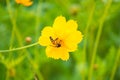 Flying bee, yellow cosmos flower