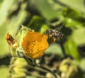 Flying Bee Yellow Hairy Indian Mallow Blooming Macro Royalty Free Stock Photo