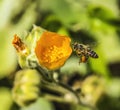 Flying Bee Yellow Hairy Indian Mallow Blooming Macro Royalty Free Stock Photo