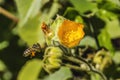 Flying Bee Yellow Hairy Indian Mallow Blooming Macro Royalty Free Stock Photo