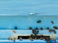 Flying bees entering honeybee hive Royalty Free Stock Photo