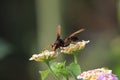 flying bees are looking for pollen in morning