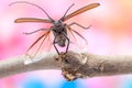 Flying beetle Royalty Free Stock Photo