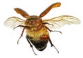 Flying beetle Royalty Free Stock Photo