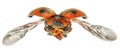 Flying beetle Royalty Free Stock Photo