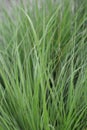 Flying bentgrass Royalty Free Stock Photo