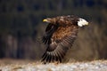 Flying big birds of prey White-tailed Eagle above meadow with open wings