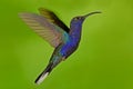 Flying big blue bird Violet Sabrewing with blurred green background. Hummingbird in fly. Flying hummingbird. Action wildlife scene