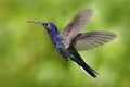 Flying big blue bird Violet Sabrewing with blurred green background. Hummingbird in fly. Flying hummingbird. Action wildlife scene Royalty Free Stock Photo