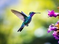 Flying big blue bird Violet Sabrewing with blurred green background. Hummingbird in fly. Flying hummingbird Royalty Free Stock Photo