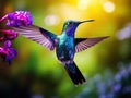 Flying big blue bird Violet Sabrewing with blurred green background. Hummingbird in fly. Flying hummingbird Royalty Free Stock Photo