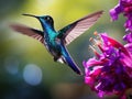 Flying big blue bird Violet Sabrewing with blurred green background. Hummingbird in fly. Flying hummingbird Royalty Free Stock Photo