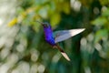 Flying big blue Hummingbird Violet Sabrewing with blurred dark green flower in background. Beautiful light in the tropic forest wi Royalty Free Stock Photo