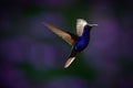 Flying big blue Hummingbird Violet Sabrewing with blurred dark violet flower in background