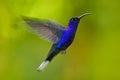 Flying big blue Hummingbird Violet Sabrewing with blurred green background. Hummingbird in fly. Flying hummingbird. Action wildli