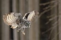 Flying big Great Grey Owl in the forest, single bird with open wings