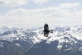 Flying bird against the alps Royalty Free Stock Photo