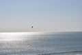 Flying bird on Arabian sea with blue sky background on horizon