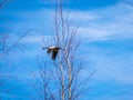 Flying bird behind tree tops, blue sky