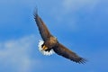 Flying bird. Big bird of prey on the sky. White-tailed eagle, Haliaeetus albicilla, big bird of prey on thy dark blue sky, with