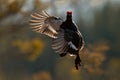 Flying bird. Black Grouse, Tetrao tetrix, lekking nice black bird in marshland, red cap head, animal in the nature forest habitat, Royalty Free Stock Photo