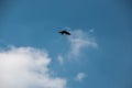 Flying bird in the blue and cloudy sky Royalty Free Stock Photo